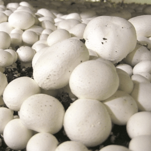 button-mushroom