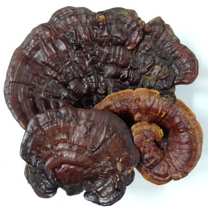 Ganoderma-Reishi-mushroom