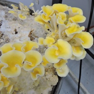 Pleurotus-cintrinopileatus-Golden-Oyster-mushroom