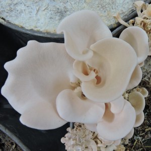 pink-oyster-gourmet-mushroom